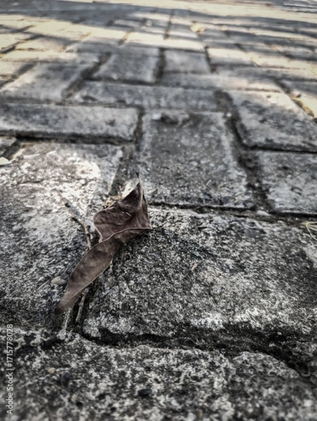 Fototapeta Lonely leaf rests on silent stone path