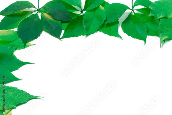 Obraz Green leaves frame on white. Virginia creeper leaves.