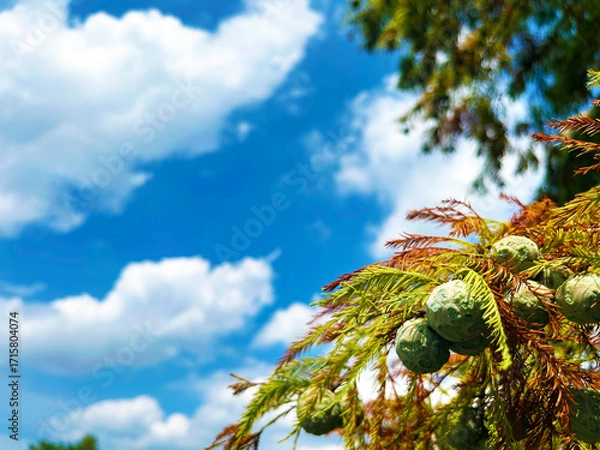 Fototapeta 日を浴びるラクウショウの実のクローズアップ