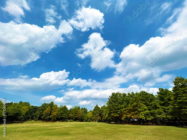 Fototapeta 白い雲が浮かぶ青空と公園の広場