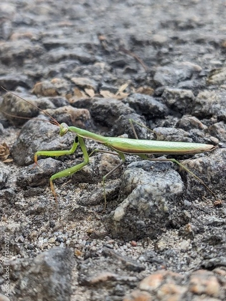 Obraz lizard on the stone