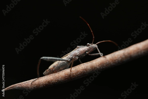Fototapeta The rice ear bug (Leptocorisa oratorius) is a significant agricultural pest belonging to the family Alydidae, commonly found in rice fields. It feeds on the sap of rice panicles, 