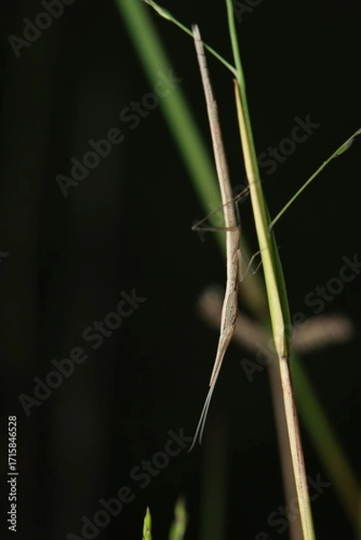 Fototapeta A close-up photograph of a Stick Insect characterized by its elongated body and slender legs resembling twigs, resting on a plant stem. Its coloration and form provide effective camouflage, 
