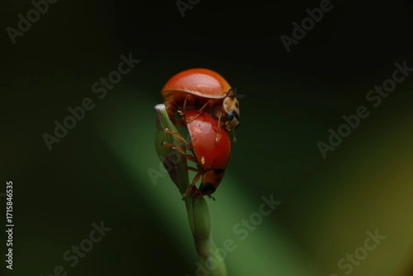 Fototapeta This photograph captures two ladybird beetles (family Coccinellidae) mating on the tip of a plant. The adult beetles display smooth, bright reddish-orange elytra without any spots or markings. 