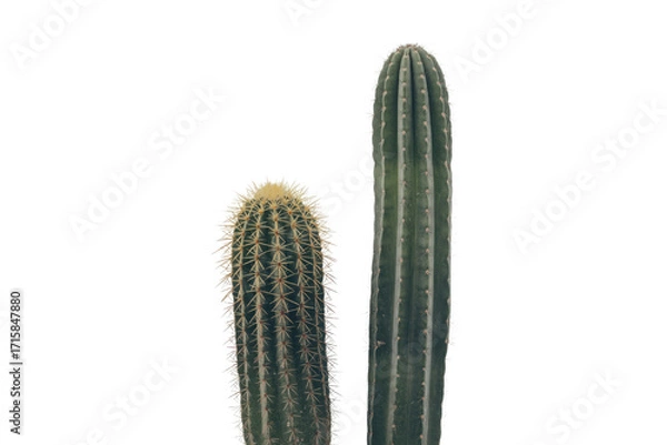 Obraz Two cacti, one tall and slender, the other shorter and rounder, stand against a transparent background. background removed
