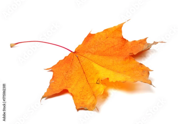 Fototapeta Autumn maple leaf