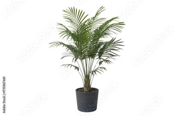 Obraz Artificial potted palm tree, isolated on transparent background,  realistic 3D rendering. background removed