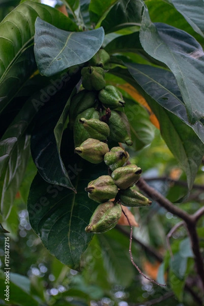 Fototapeta Fresh fruits of Barringtonia racemosa dangling from branches, a versatile powder-puff tree used for culinary, medicinal, and ornamental roadside purposes.