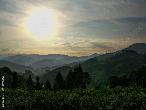 Obraz 京都のお茶の一大産地・和束町にて朝日を浴びる石寺の茶畑