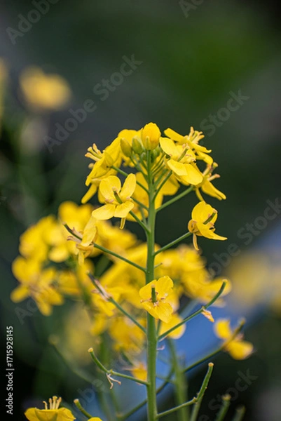 Fototapeta The bright-yellow blossoms of Brassica napus, commonly called rapeseed or canola, highlight the beauty of this mustard family crop.