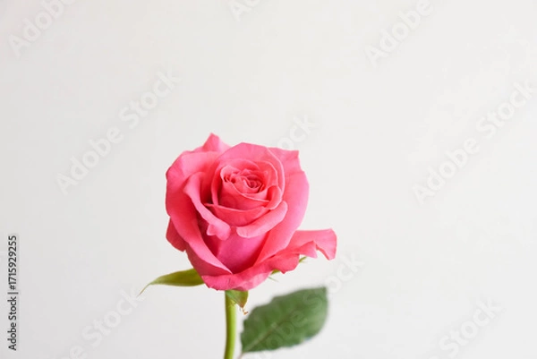 Fototapeta ピンクのばら
