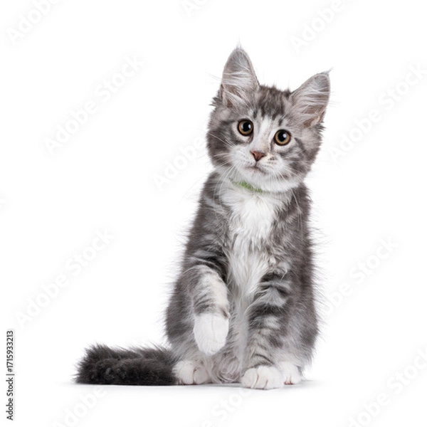 Fototapeta Friendly blue with white Maine Coon cat kitten, sitting up facing front. Looking attentive to camera. Isolated on a white background. One paw up saying hello.