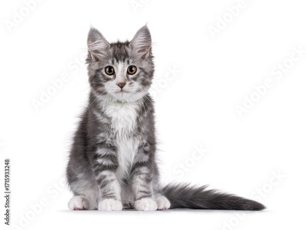 Fototapeta Friendly blue with white Maine Coon cat kitten, sitting up facing front. Looking attentive to camera. Isolated on a white background.