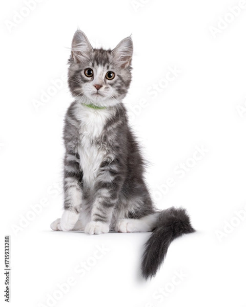 Fototapeta Friendly blue with white Maine Coon cat kitten, sitting up facing front on edge. Looking attentive to camera. Isolated on a white background.