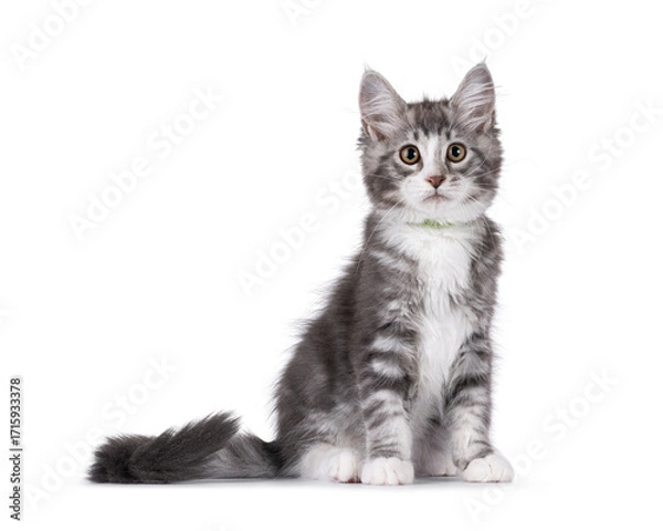 Fototapeta Friendly blue with white Maine Coon cat kitten, sitting up side ways.  Looking attentive to camera. Isolated on a white background.