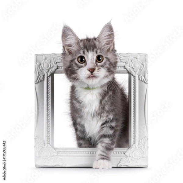 Fototapeta Friendly blue with white Maine Coon cat kitten, standing through white image frame. Looking attentive to camera and sticking out tongue. Isolated on a white background.