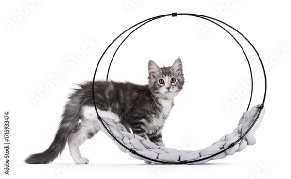 Fototapeta Friendly blue with white Maine Coon cat kitten, stepping in to round metal basket. Looking attentive to camera. Isolated on a white background.