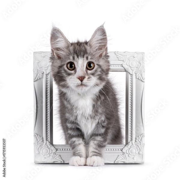 Fototapeta Friendly blue with white Maine Coon cat kitten, standing through white image frame. Looking attentive to camera. Isolated on a white background.