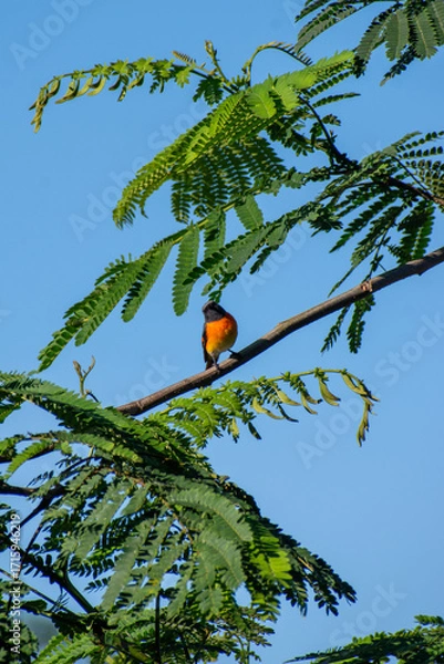 Fototapeta A striking male Sunda minivet perches gracefully on the branches of a Paraserianthes falcataria tree, its vivid plumage glowing under the clear blue tropical sky.