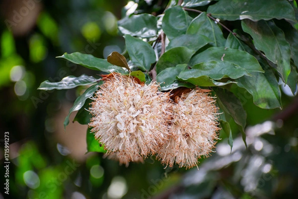 Fototapeta Close-up of blooming Cynometra browneoides flowers hanging on branches, also known as handkerchief tree, a tropical legume tree valued for its unique pods, ornamental beauty, and ecological benefits.