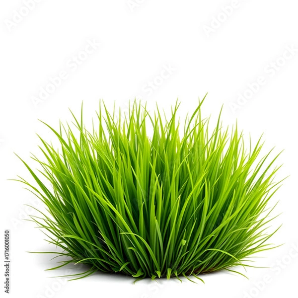 Fototapeta Lush green grass tuft isolated on a white background.PNG
