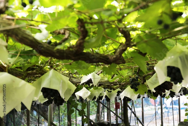 Fototapeta 農園でのブドウ狩り（ピオーネ）