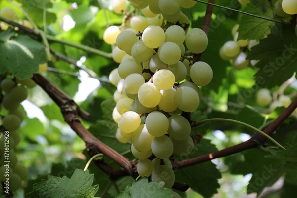 Fototapeta 農園でのブドウ狩り（ネオマスカット）