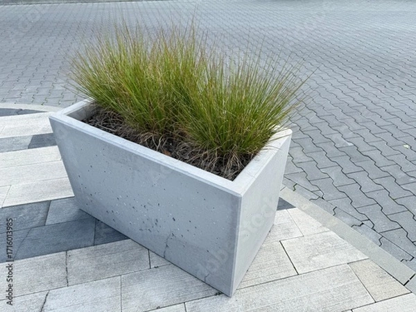 Fototapeta Concrete planter with grass