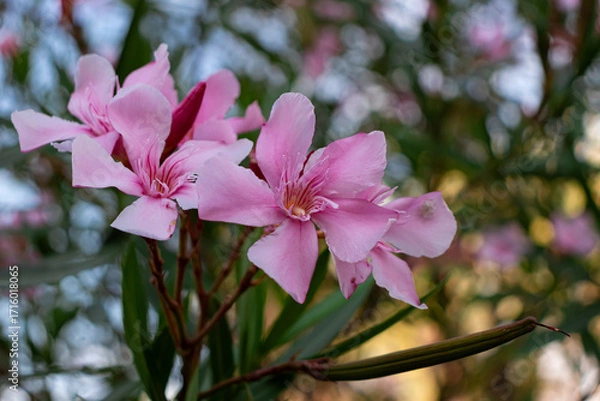 Fototapeta Pink color Nerium oleander (rosebay) flowers blooming off Lake Garda shore