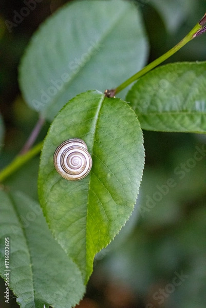 Fototapeta close - up of a snail on the green leaf