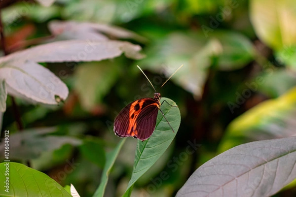 Fototapeta Heliconius melpomene (postman butterfly, common postman) single butterfly on green leaf