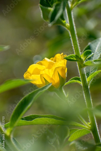 Fototapeta Beautiful blooming ludwigia octovalvis (Mexican primrose-willow), a a semiaquatic subshrub traditionally used as medicinal plant to treat gastrointestinal complaints such diarrhoea and dysentery.