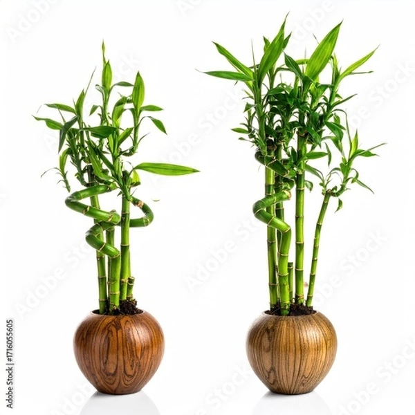 Fototapeta Two potted lucky bamboo plants, varying in size and stem arrangement, displayed against a white background in simple brown pots