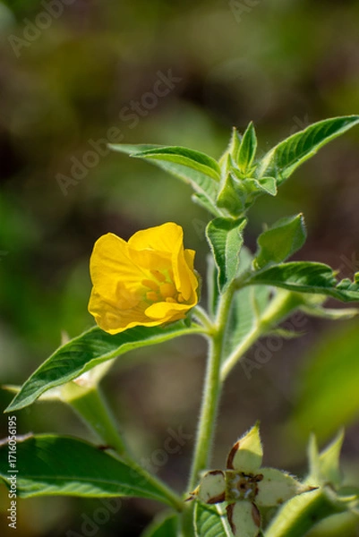 Fototapeta Close-up of the yellow Ludwigia octovalvis flower, or Mexican primrose-willow, a wild plant traditionally used to treat diarrhea, dysentery, orchitis, and intestinal worms.