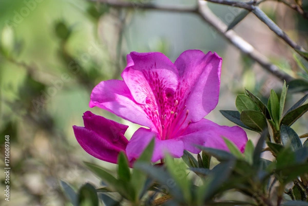 Fototapeta Close-up of Rhododendron simsii, also known as Azalea or Formosa Azalea, a shrub native to the subtropical biome.