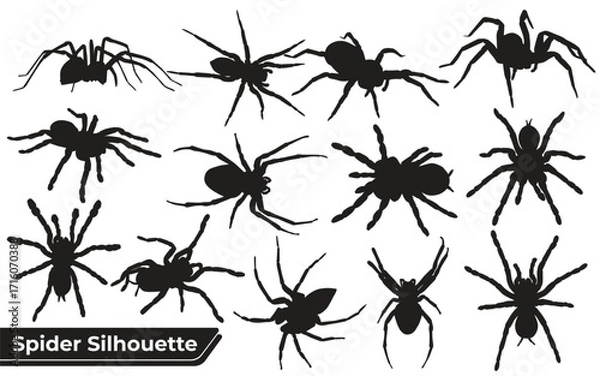 Fototapeta spider silhouettes sheet