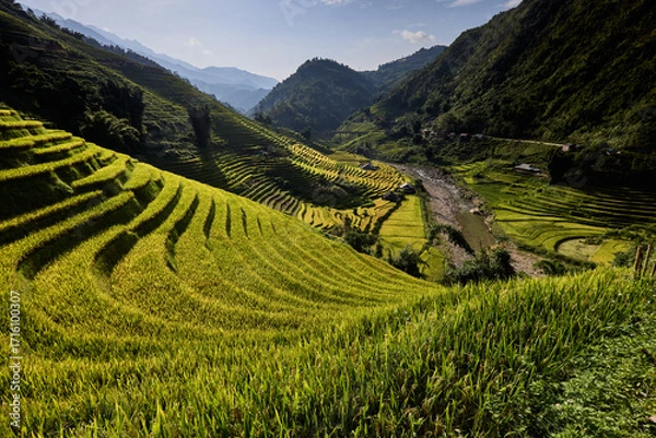 Obraz Risaie a terrazza del Vietnam