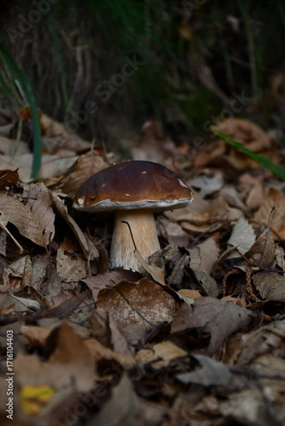 Fototapeta I funghi porcini nel loro habitat naturale.