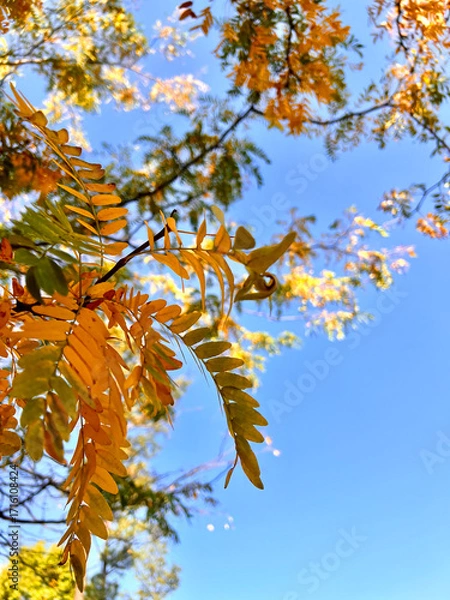 Fototapeta Close up of autumn golden and orange foliage on trees