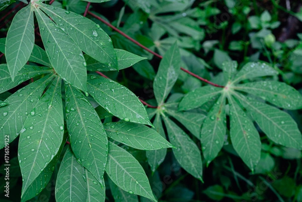 Fototapeta Lush Green Foliage of a Wet Cassava Plant After a Tropical Rain Shower