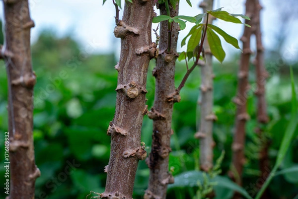 Fototapeta Close Up of Cassava Plant Stems with New Sprouts in an Agricultural Field
