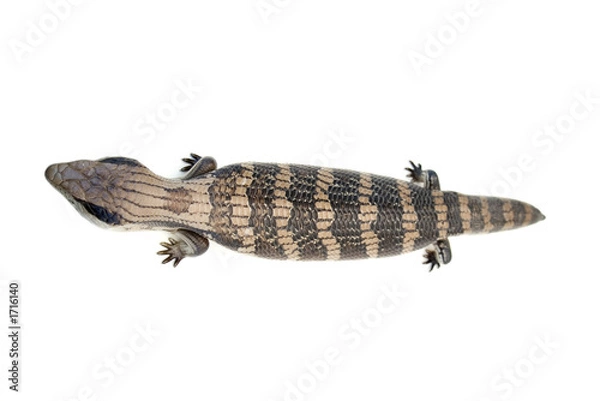 Obraz blue tongue lizard #4