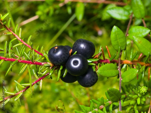 Fototapeta Black crowberry, Empetrum nigrum, berries on branch with needle-like leaves, close-up, selective focus, shallow DOF