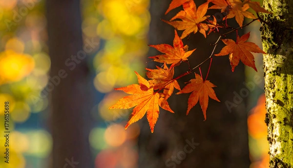 Fototapeta Vibrant orange maple leaves in autumn sunlight, with blurred trees and bokeh in the background