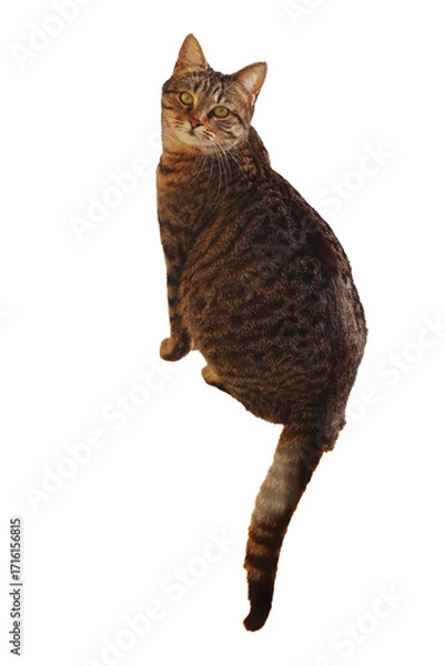 Fototapeta cat looking back with white background