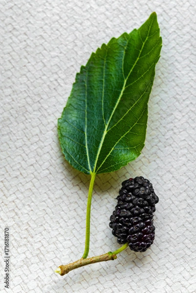 Fototapeta Fresh Black Mulberries with Green Leaf on Light Textured Background