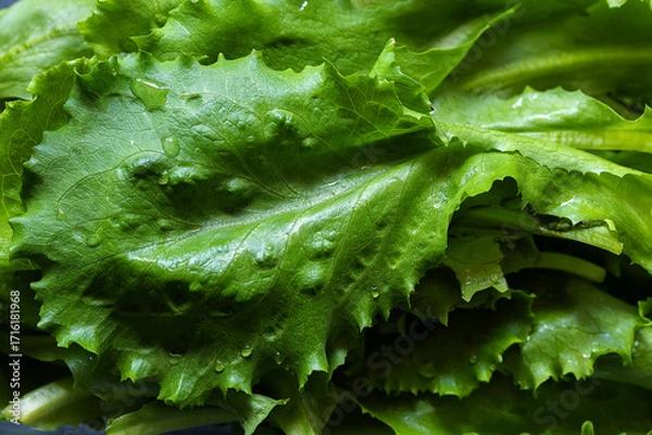 Obraz Fresh green lettuce leaves with water drops on dark background