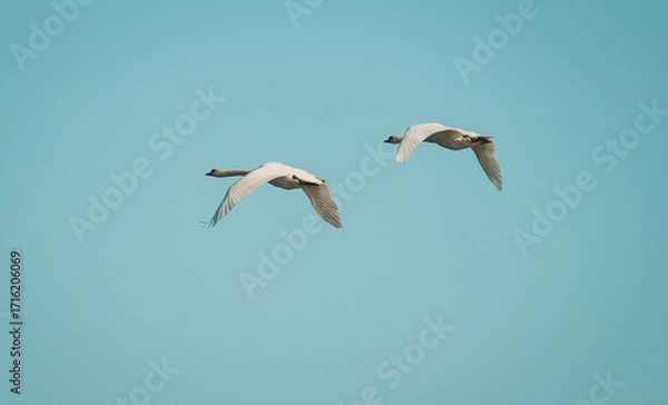 Fototapeta Two swans. Swans in flight. 