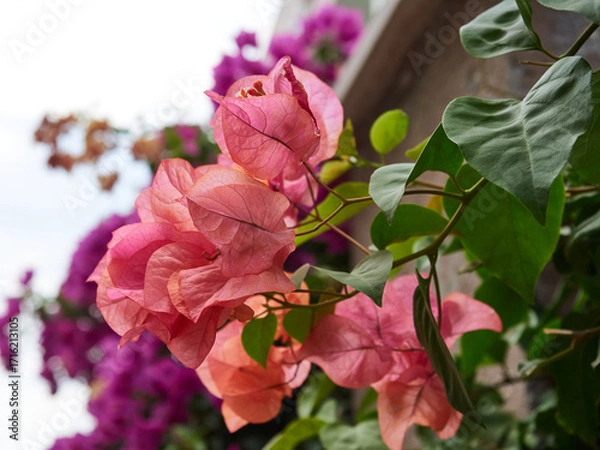 Fototapeta Blooming pink oleanders in a tropical park on the Mediterranean