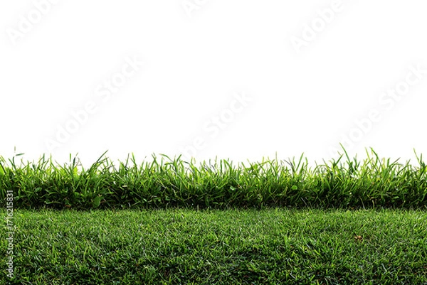 Fototapeta Lush green grass texture with bright sunlight creates a vibrant, fresh outdoor scene, perfect for various design and marketing projects